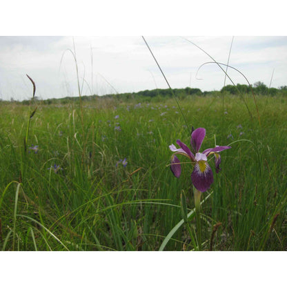 Iris virginica var. shrevei (Southern Blue Flag)  Natural Communities LLC