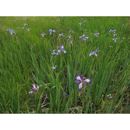 Iris virginica var. shrevei (Southern Blue Flag)  Natural Communities LLC