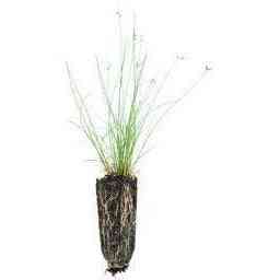 Juncus interior (Inland Rush)  Natural Communities LLC