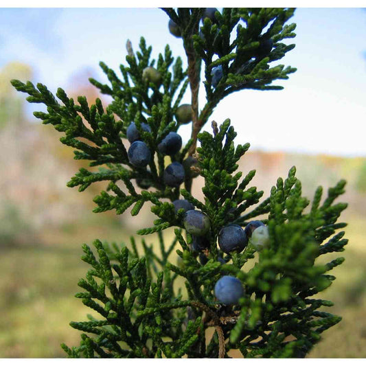 Juniperus virginiana (Eastern Red Cedar)  Natural Communities LLC
