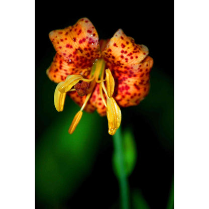 Lilium michiganense (Michigan Lily)  Natural Communities LLC
