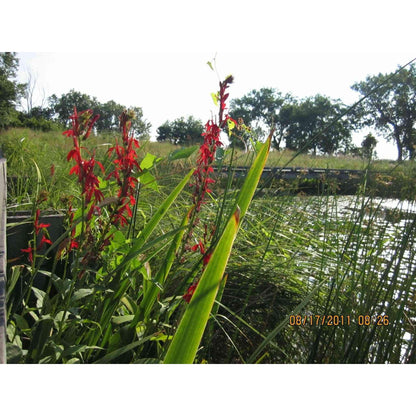 Lobelia cardinalis (Cardinal Flower)  Natural Communities LLC