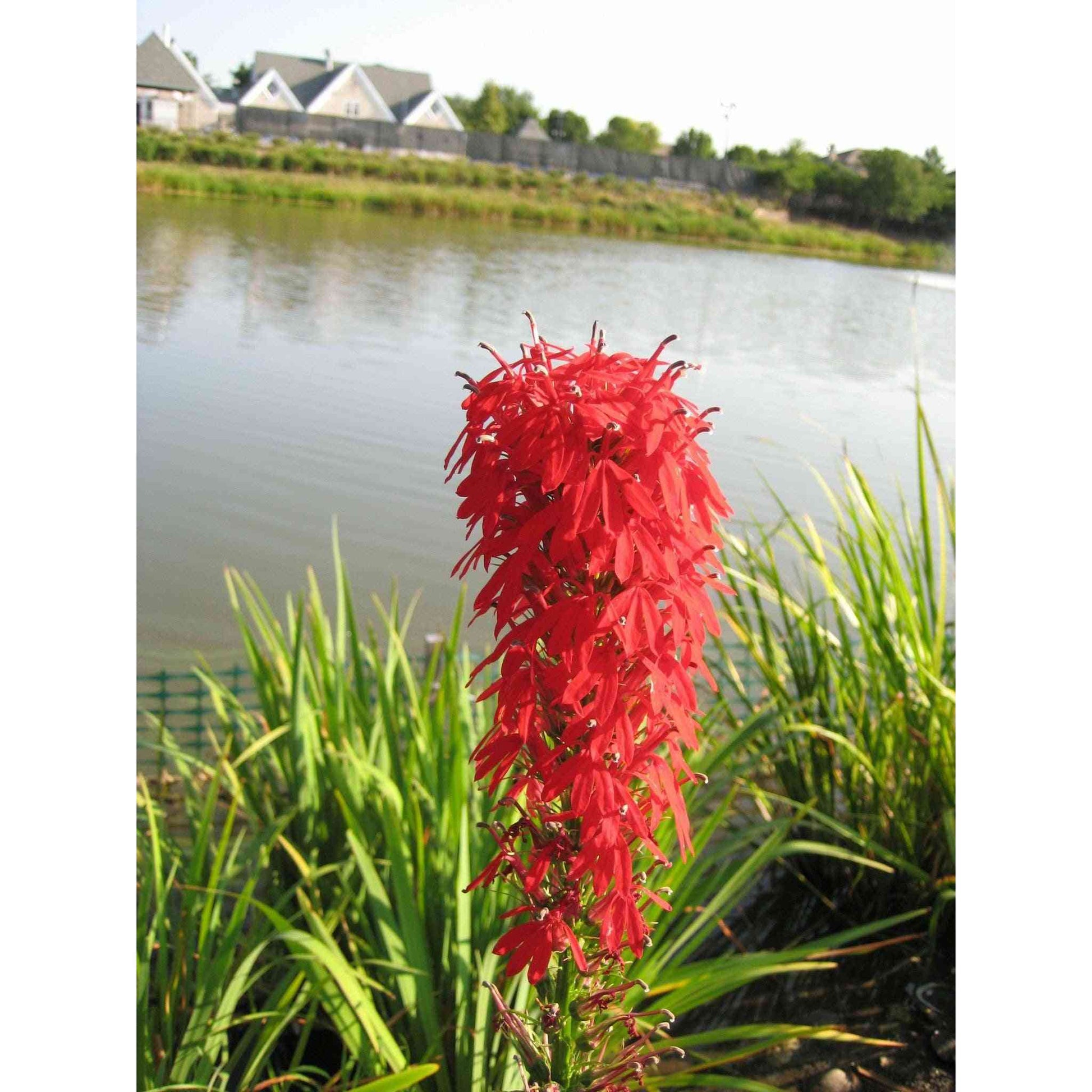 starting cardinal flower from seed Lobelia cardinalis (Cardinal Flower) Natural Communities LLC