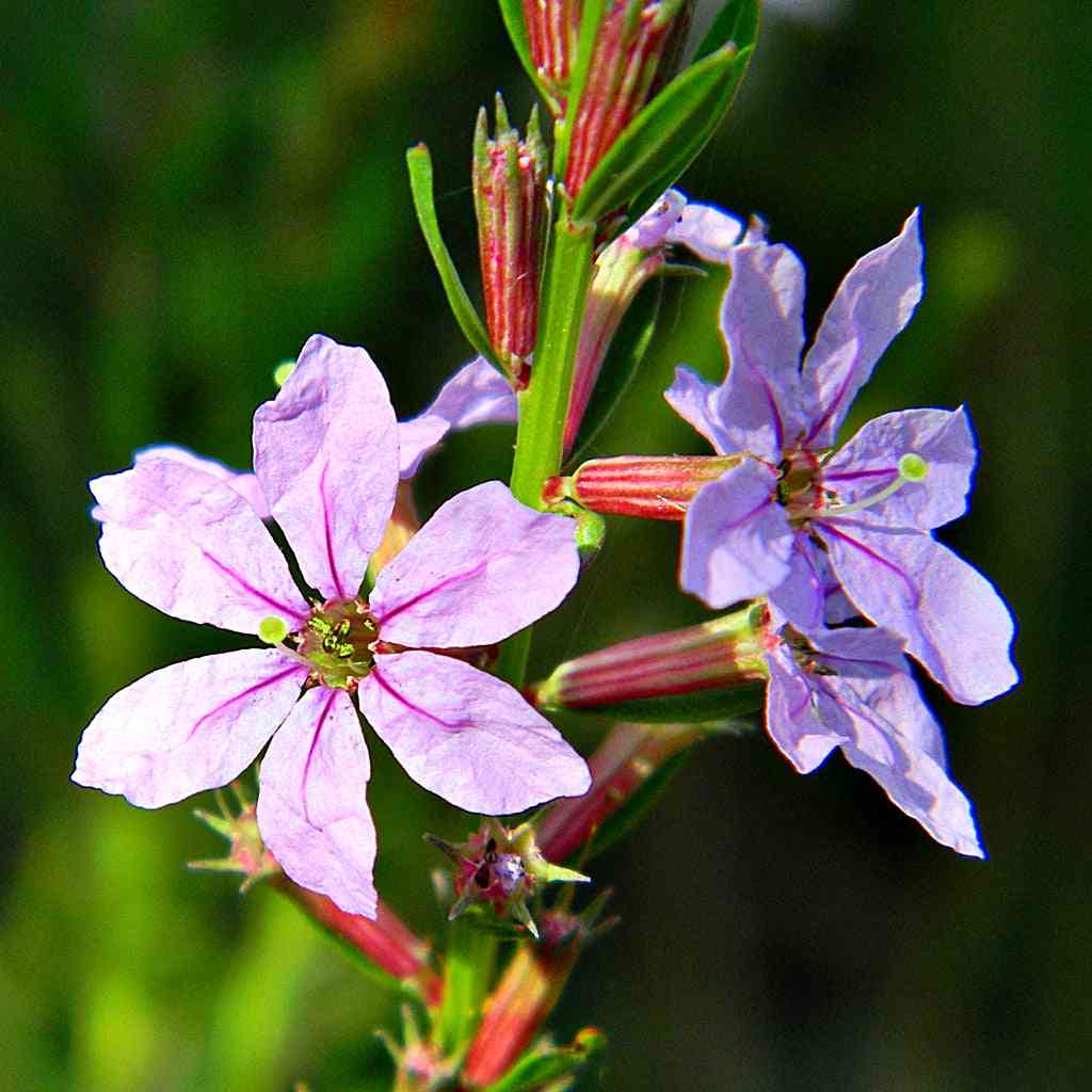 Lythrum alatum (Winged Loosestrife)  Natural Communities LLC