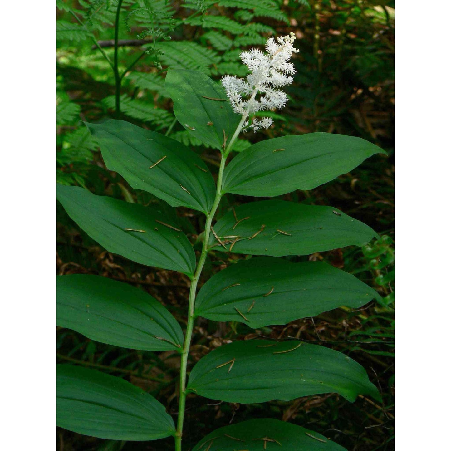 Maianthemum racemosum (False Solomon's Seal, Solomon's Plume)  Natural Communities LLC