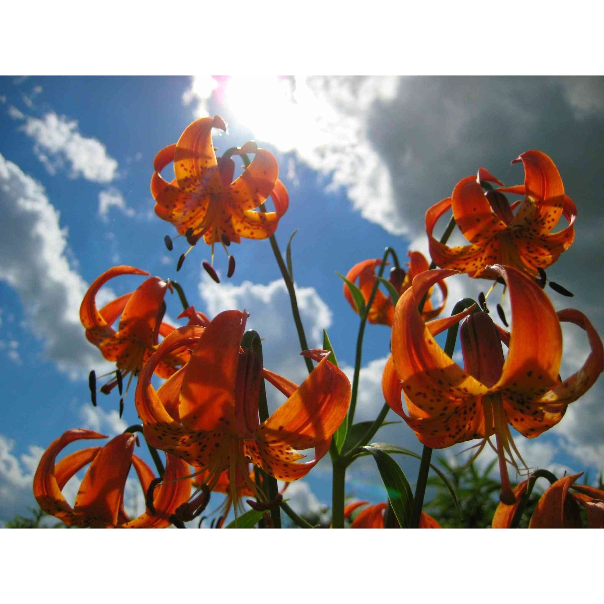 tiger lily michigan Lilium michiganense (Michigan Lily) Natural Communities LLC