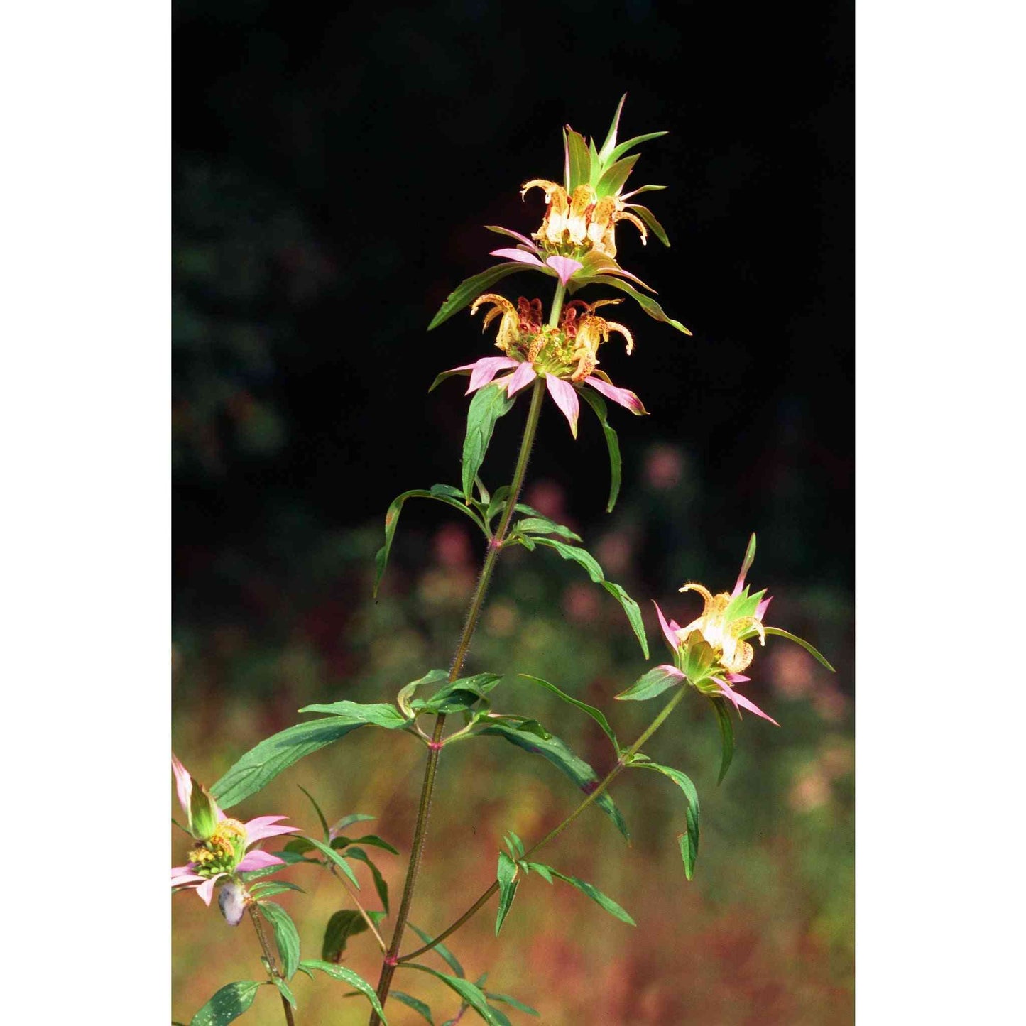 Monarda punctata (Spotted Bee Balm)  Natural Communities LLC