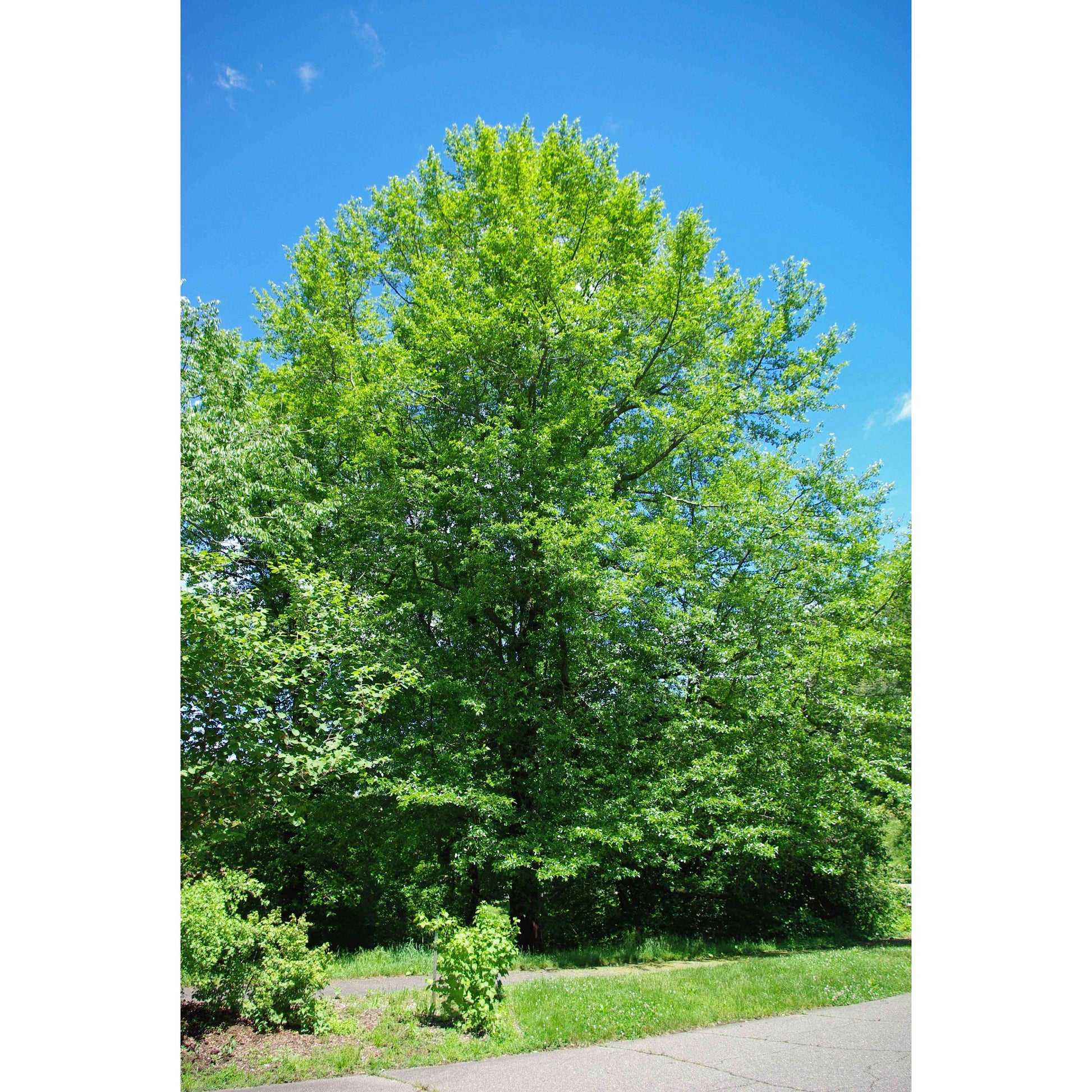 Nyssa sylvatica (Black Gum or Tupelo or Black Tupelo)  Natural Communities LLC