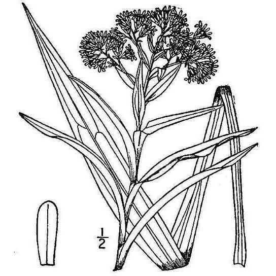 Oligoneuron riddellii (Riddell's Goldenrod)  Natural Communities LLC