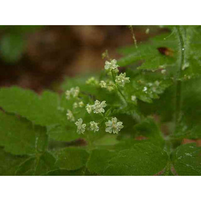 Osmorhiza claytonii (Hairy sweet cicely)  Natural Communities LLC