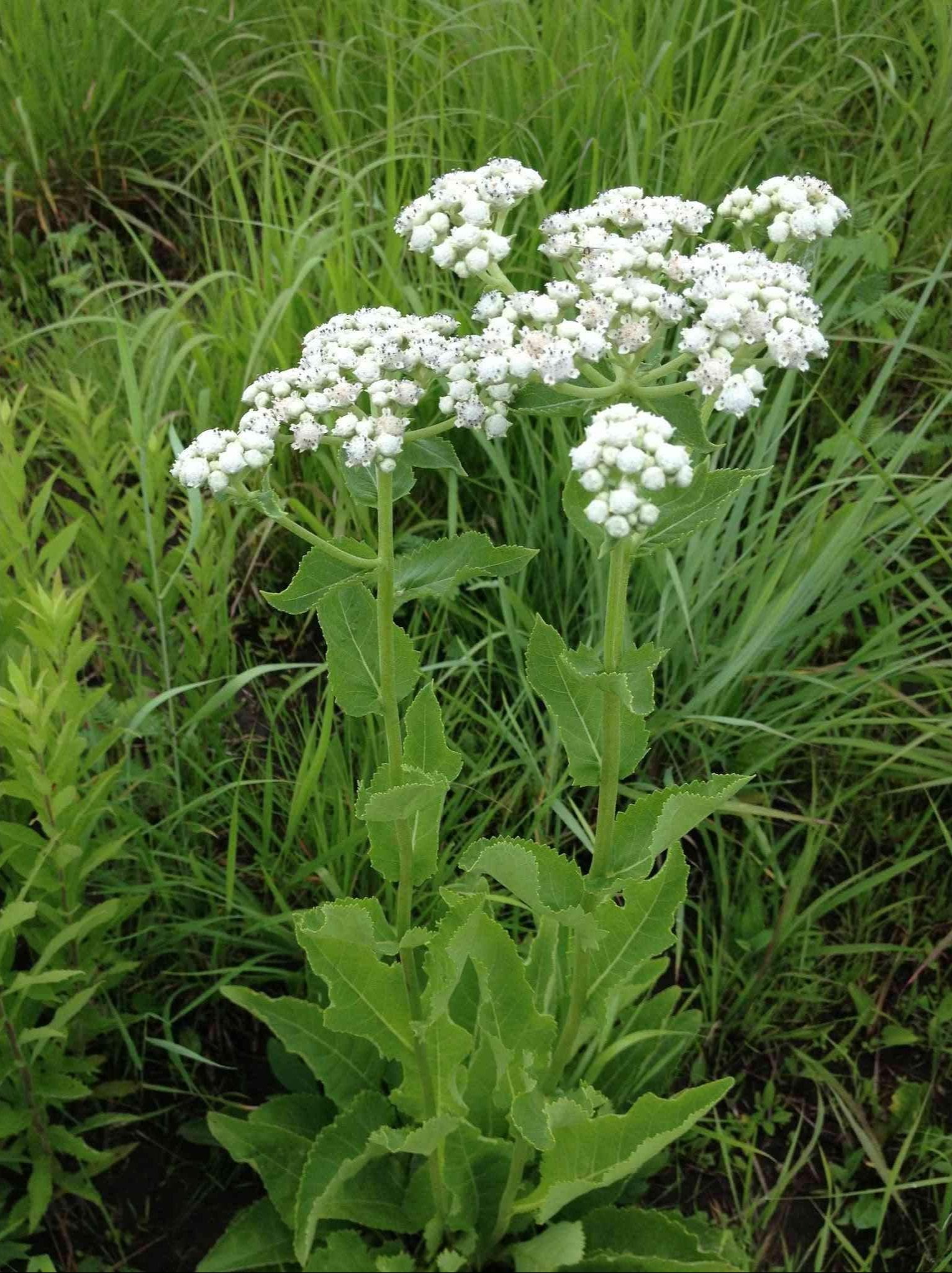 A beautiful image of Wild Quinine (Parthenium integrifolium), a sturdy native perennial known for its long-lasting, flat-topped clusters of white flowers that attract a diverse array of native bees and other beneficial insects.