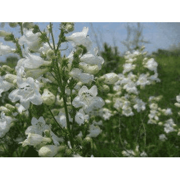A beautiful image of Foxglove Beardtongue (Penstemon digitalis), a native perennial with elegant spires of white, bell-shaped flowers that are an excellent source of nectar for hummingbirds and long-tongued bees.