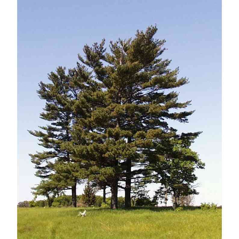 Pinus strobus (White Pine)  Natural Communities LLC
