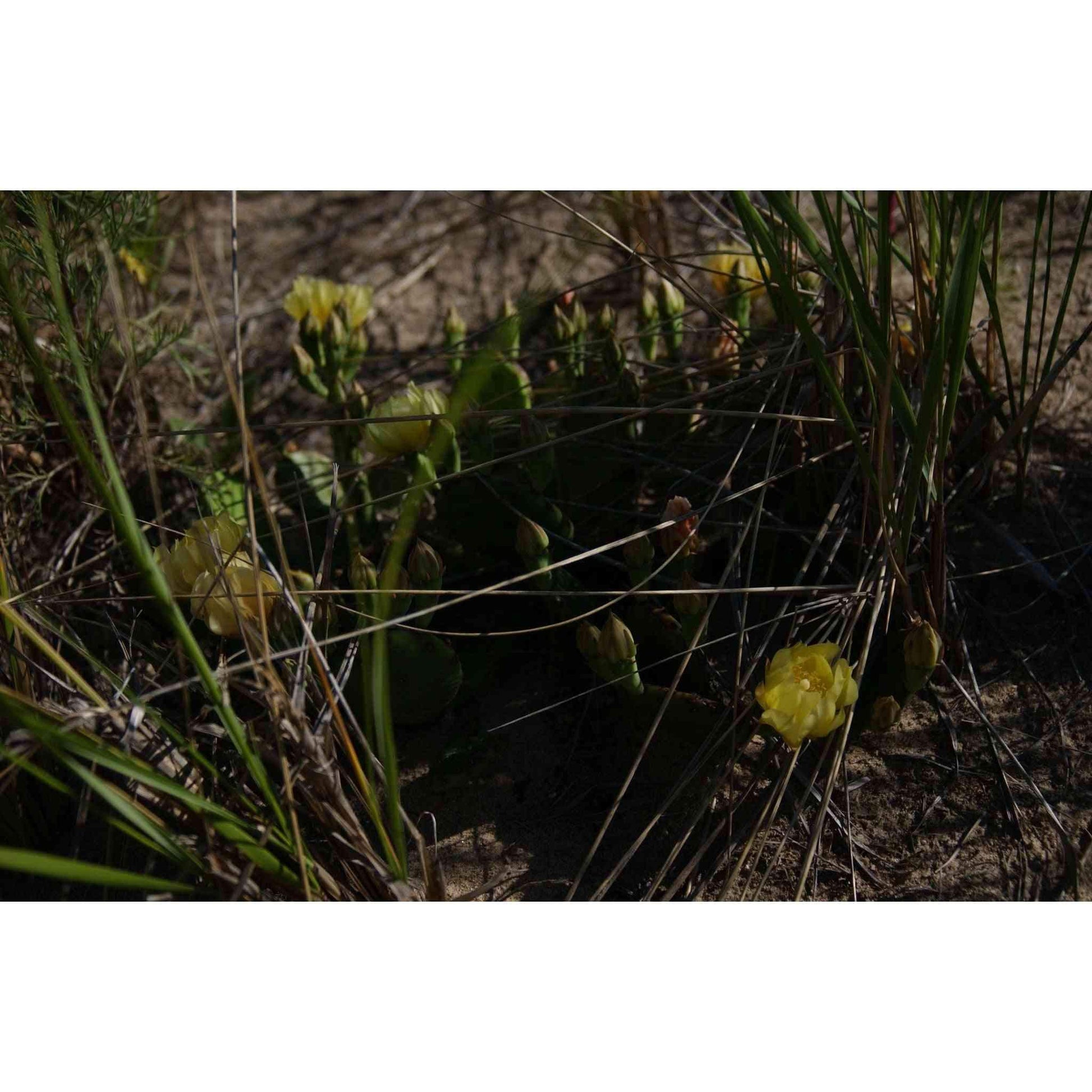 Opuntia humifusa (Eastern Prickly Pear)  Natural Communities LLC
