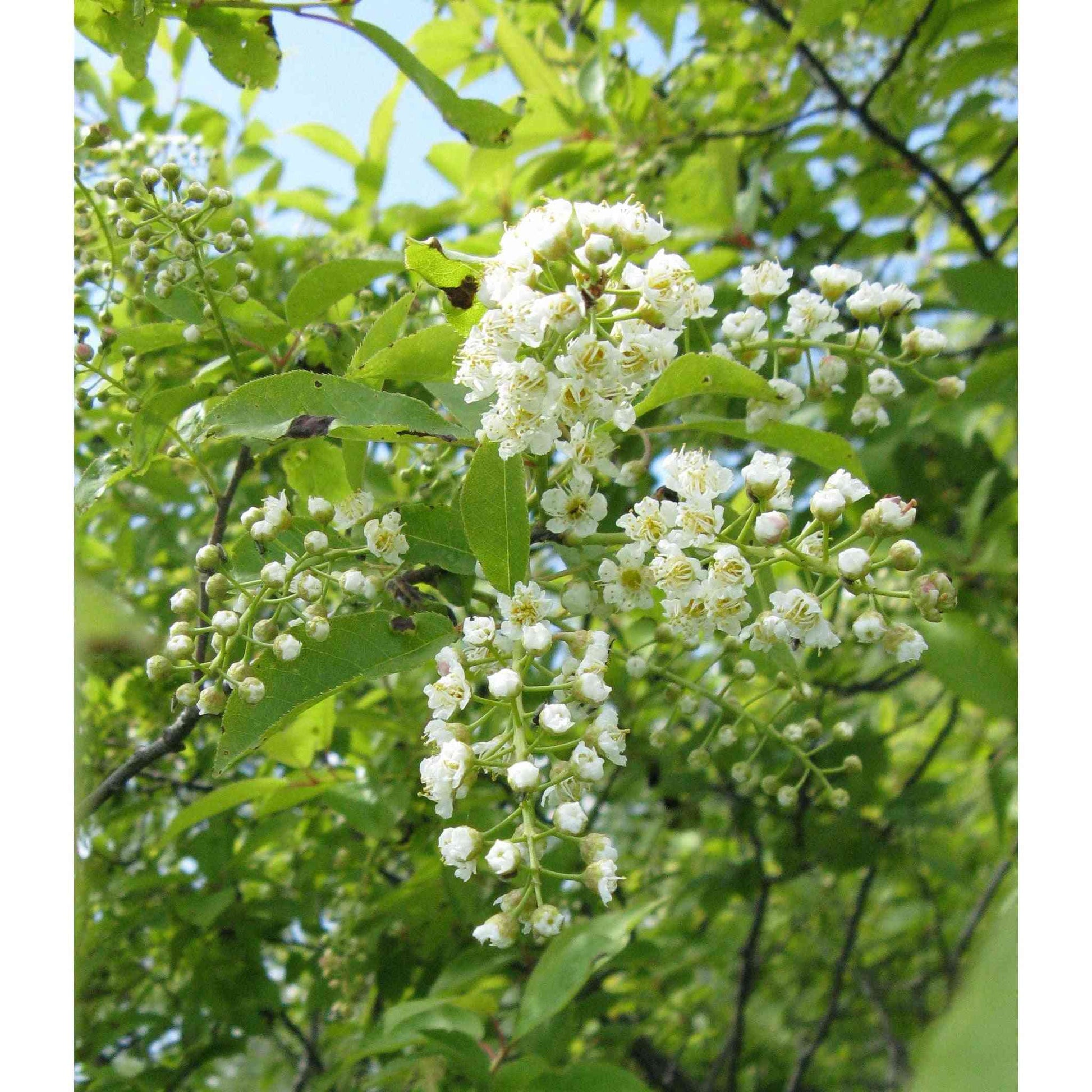 Prunus virginiana  (Chokecherry)  Natural Communities LLC