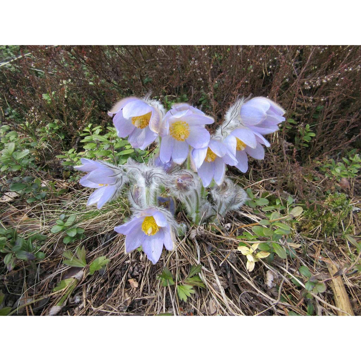 Pulsatilla patens (Pasque Flower)  Natural Communities LLC