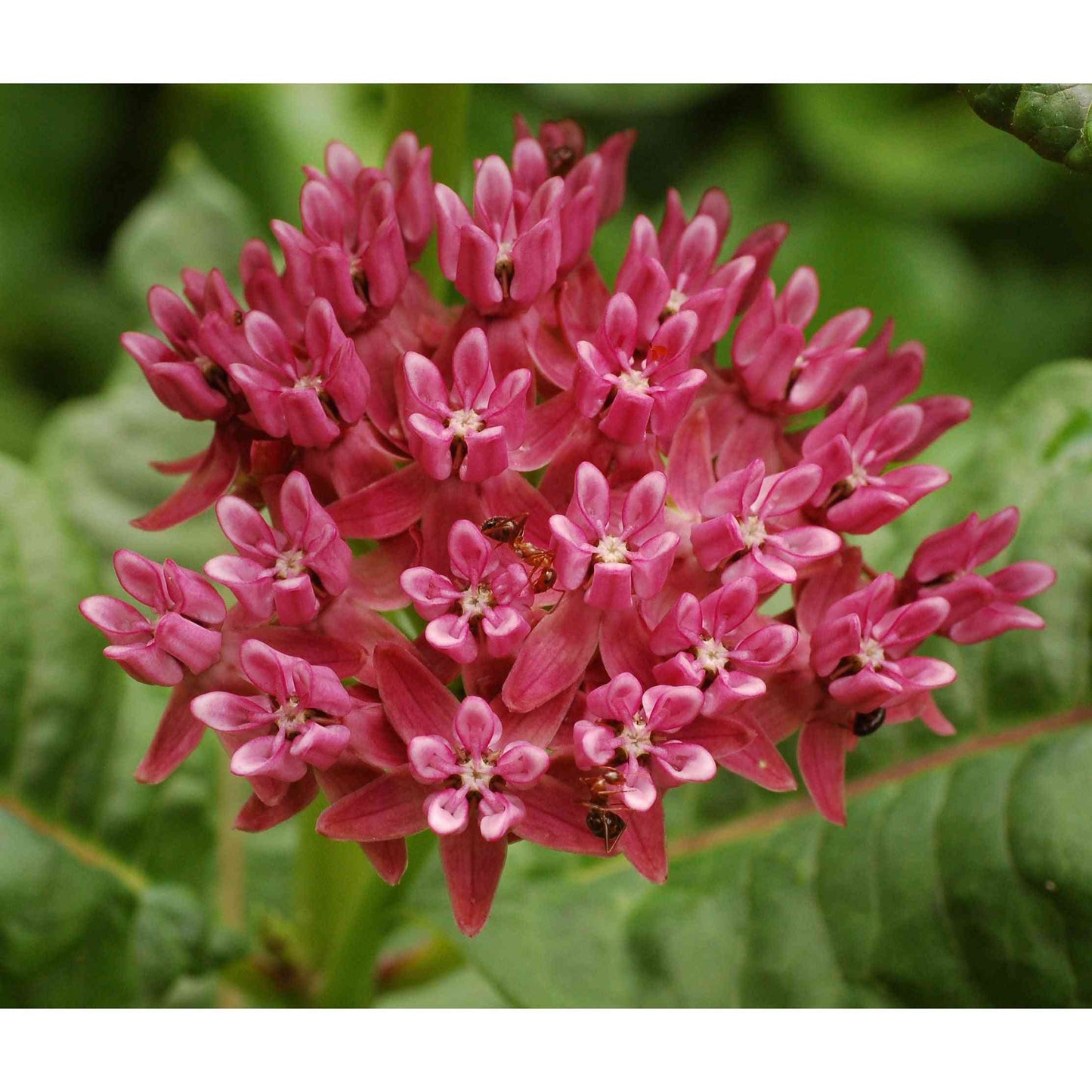 Asclepias purpurascens (Purple Milkweed)  Natural Communities LLC