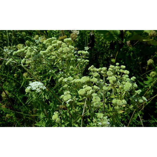 Pycnanthemum pilosum (Hairy Mountain Mint)  Natural Communities LLC