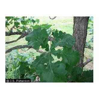 Quercus macrocarpa (Bur Oak)  Natural Communities LLC