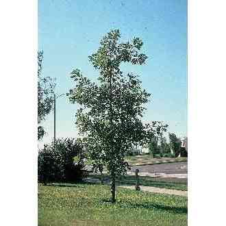 Quercus macrocarpa (Bur Oak)  Natural Communities LLC