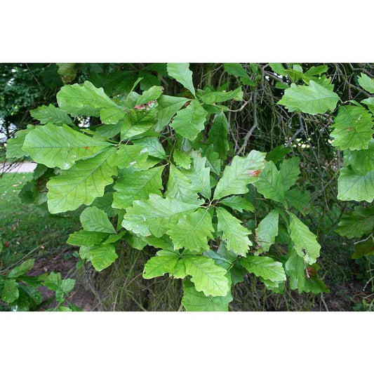 Quercus bicolor (Swamp White Oak)  Natural Communities LLC