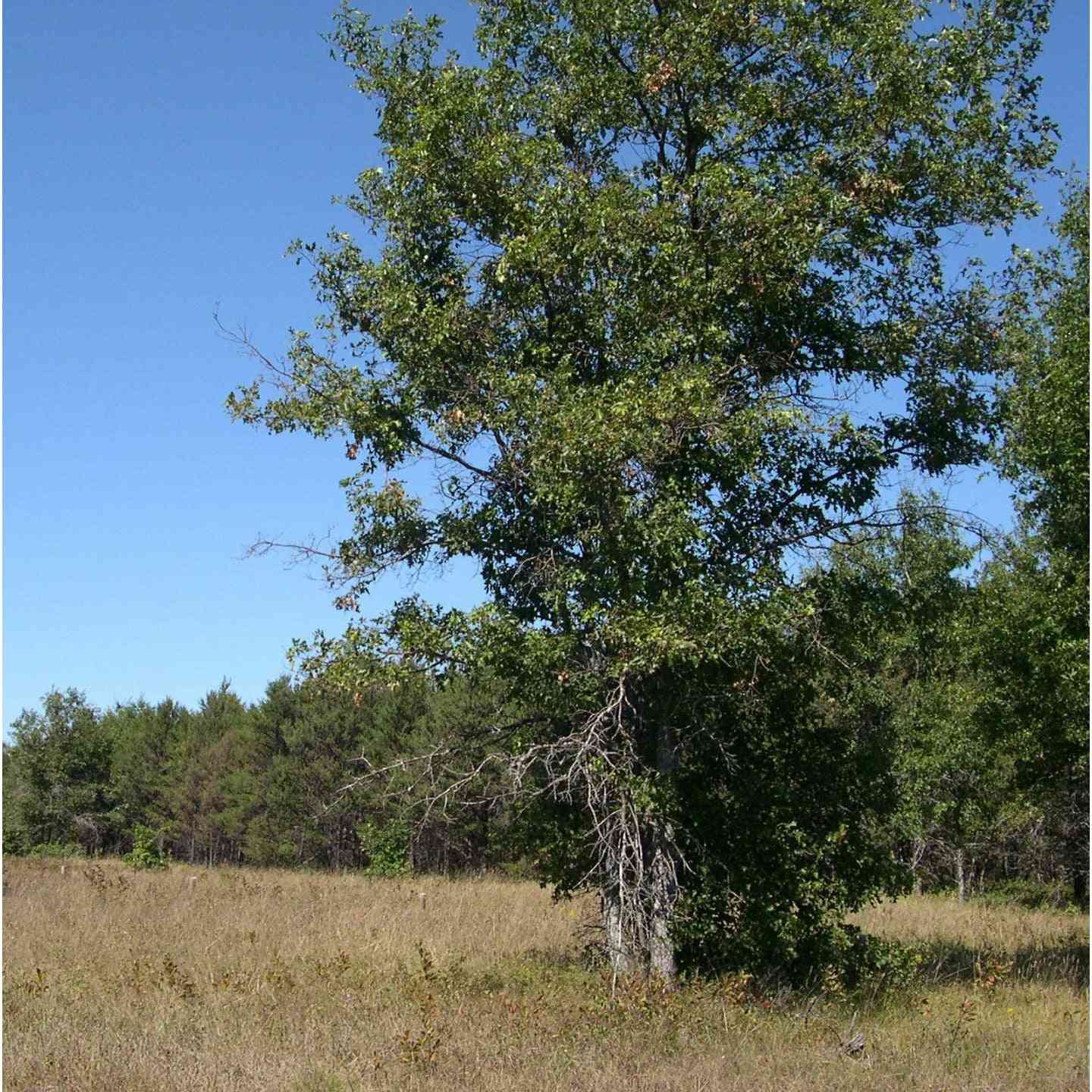 Quercus ellipsoidalis (Hills Oak / Northern Pin Oak)  Natural Communities LLC