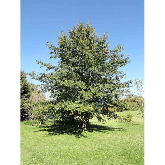 Quercus imbricaria (Shingle Oak)  Natural Communities LLC