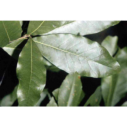 Quercus imbricaria (Shingle Oak)  Natural Communities LLC