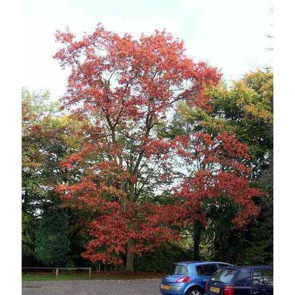 Quercus rubra (Red Oak)  Natural Communities LLC