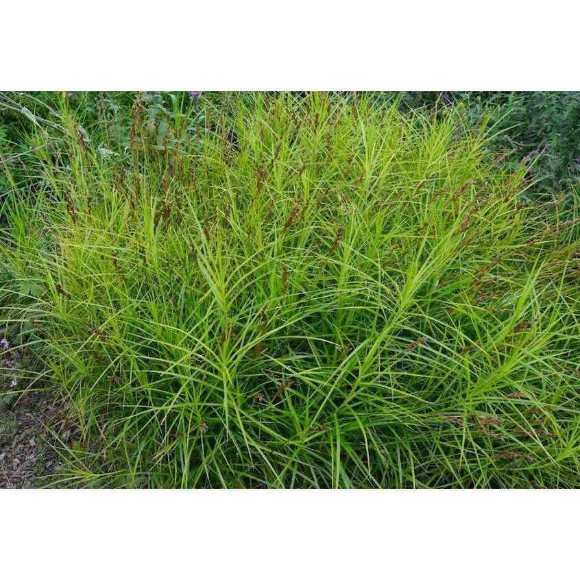 Carex muskingumensis (Palm Sedge)  Natural Communities LLC