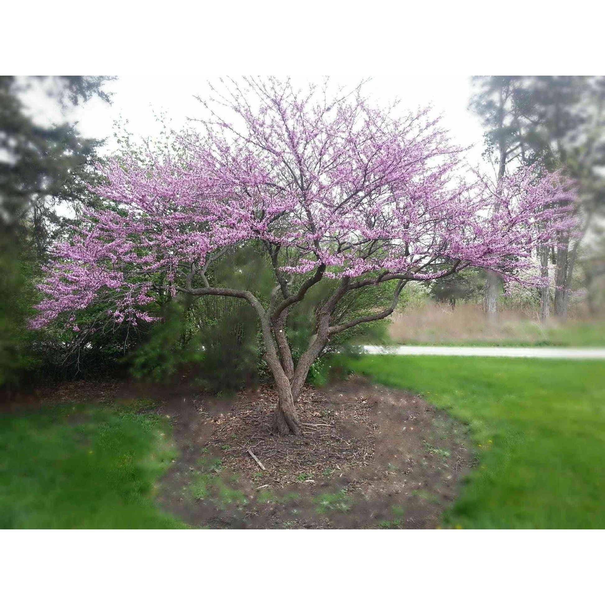 Cercis canadensis (Redbud Tree)  Natural Communities LLC