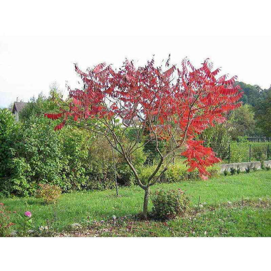 Rhus typhina (Staghorn Sumac)  Natural Communities LLC