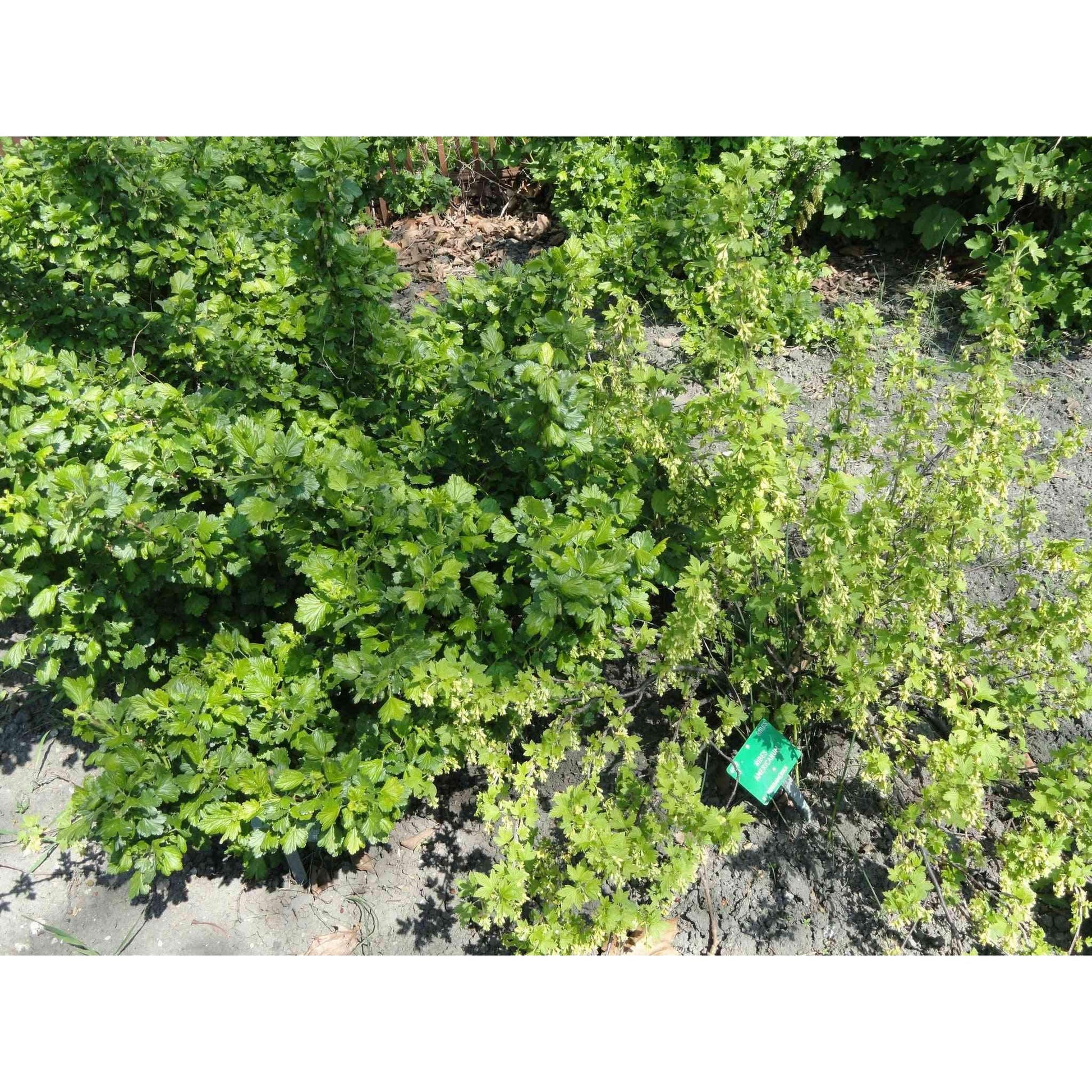 Ribes americanum (American Black Currant)  Natural Communities LLC
