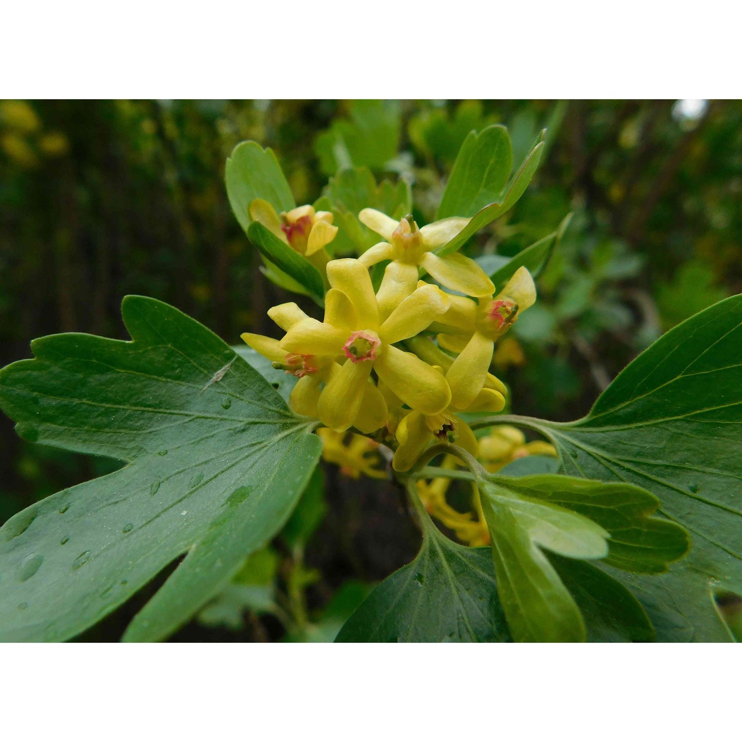 Ribes oderatum (Golden Currant)  Natural Communities LLC