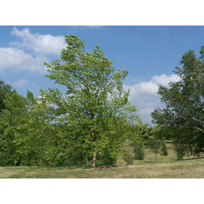 Betula nigra (River Birch)  Natural Communities LLC