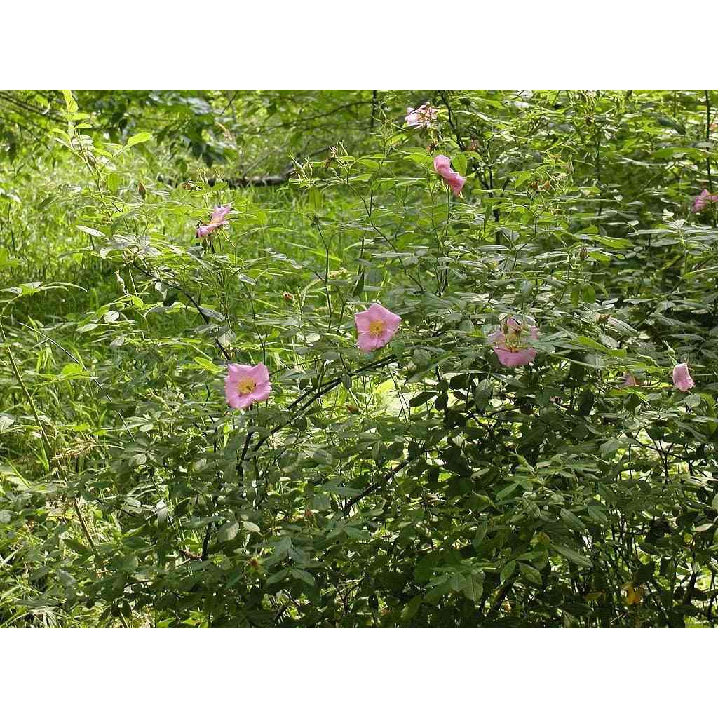 Rosa palustris (Swamp Rose)  Natural Communities LLC