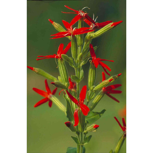 Silene regia (Royal Catchfly)  Natural Communities LLC