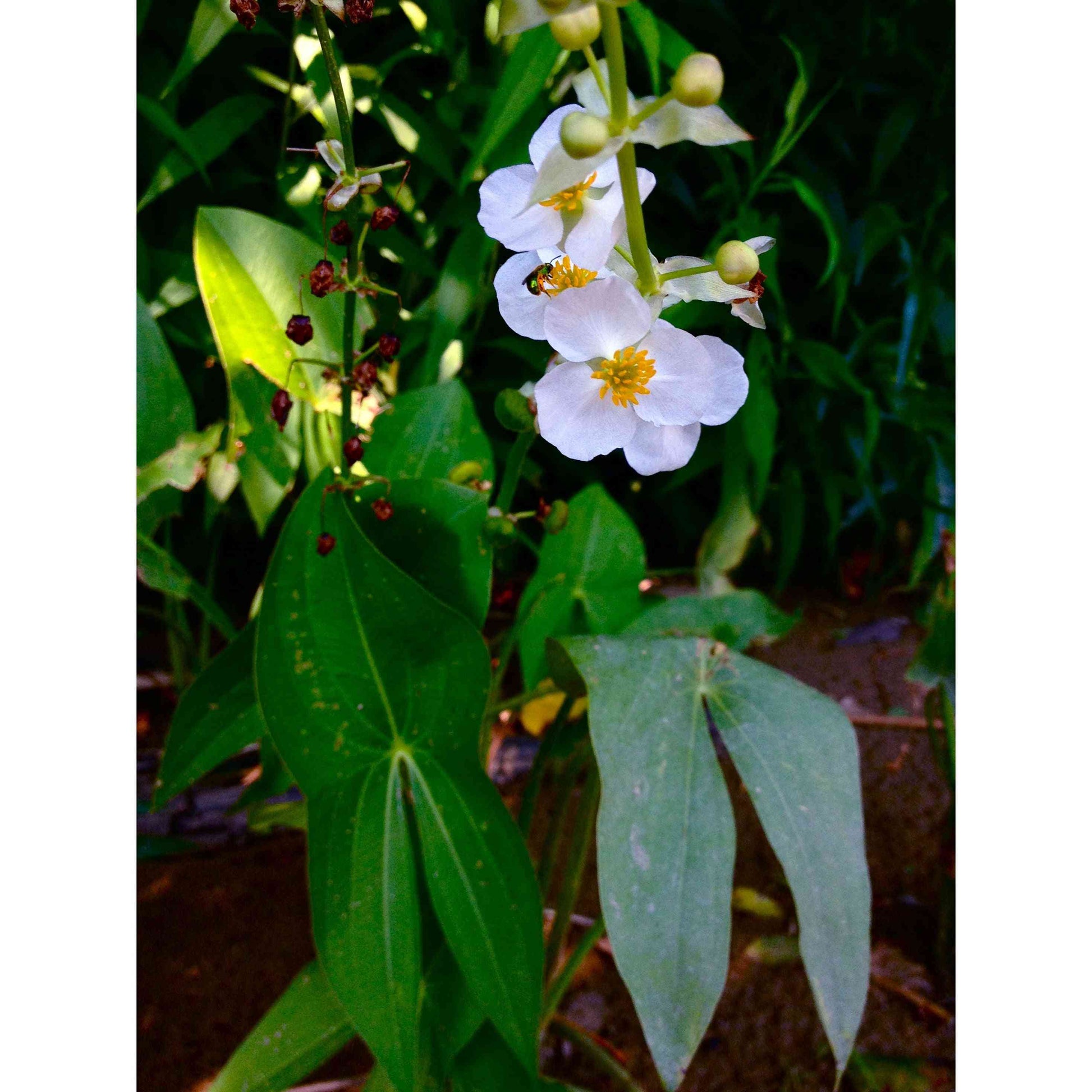 Sagittaria latifolia (Common Arrowhead)  Natural Communities LLC