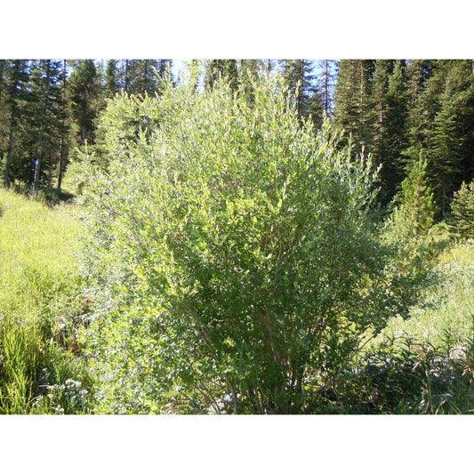 Salix bebbiana (Bebb's willow or Beaked Willow)  Natural Communities LLC