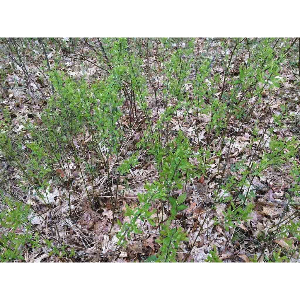 Salix humilis (Prairie Willow)  Natural Communities LLC