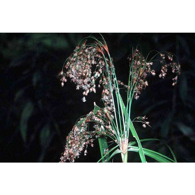 Scirpus cyperinus (Wool Grass)  Natural Communities LLC