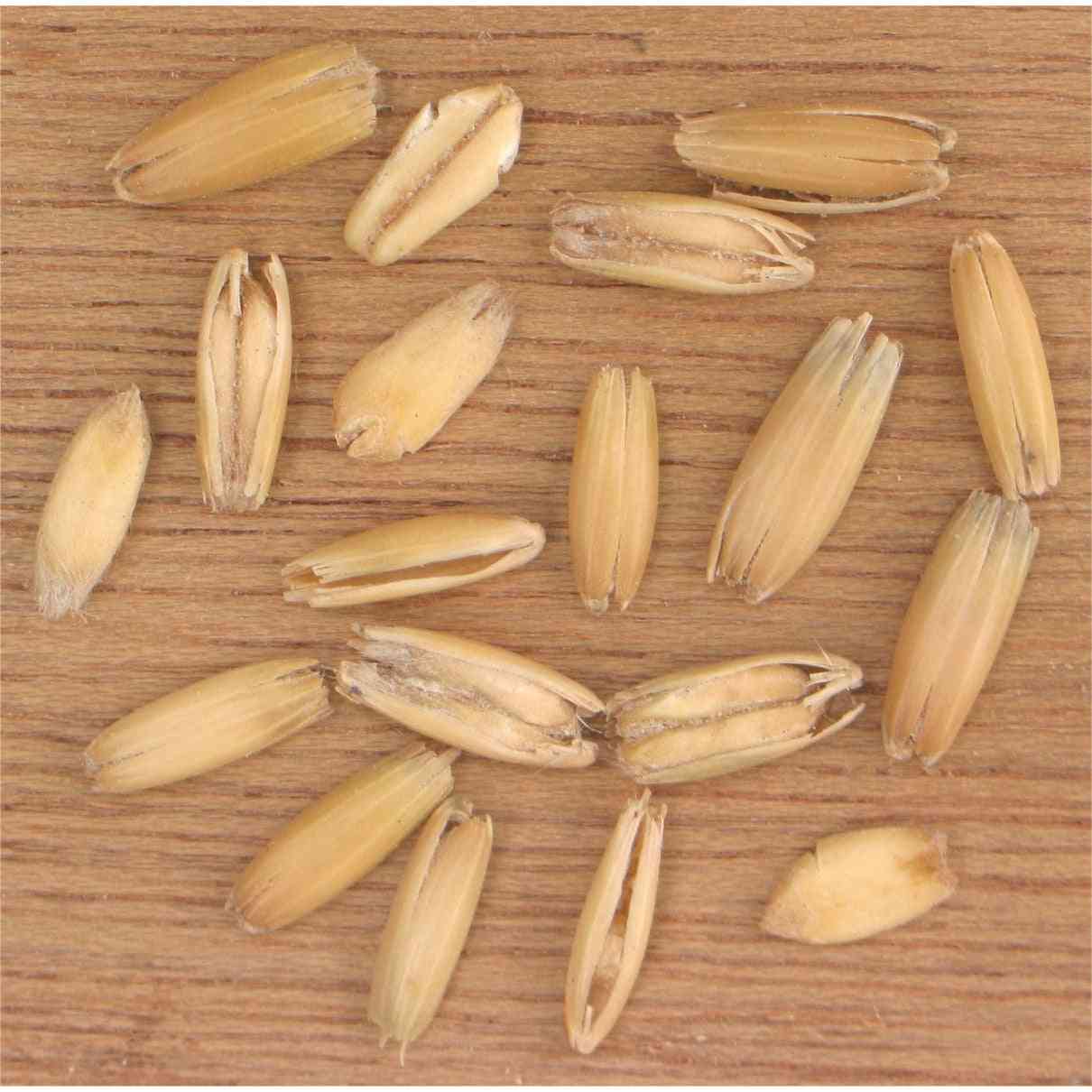 Common Oats - Bulk (Avena sativa) - Annie's Heirloom Seeds