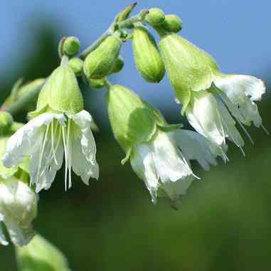 Silene stellata (Starry Campion)  Natural Communities LLC