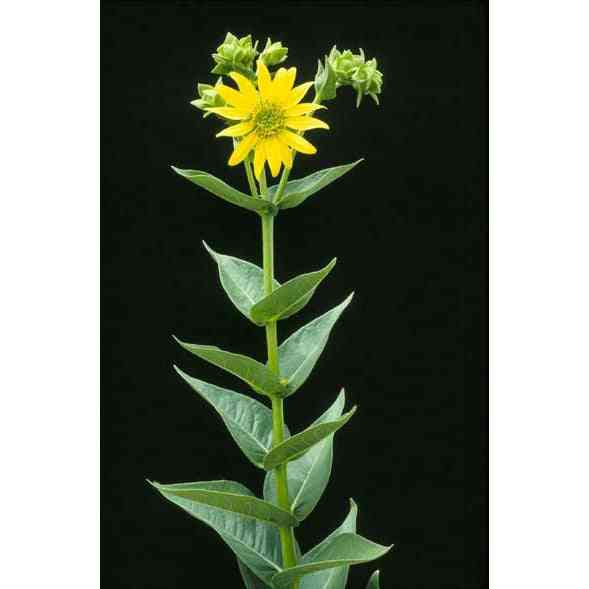 Silphium integrifolium (Rosinweed)  Natural Communities LLC