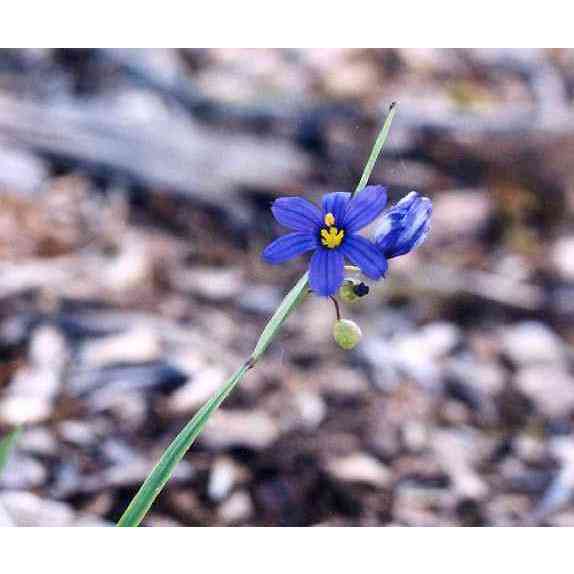Sisyrinchium angustifolium (Blue-eyed Grass)  Natural Communities LLC