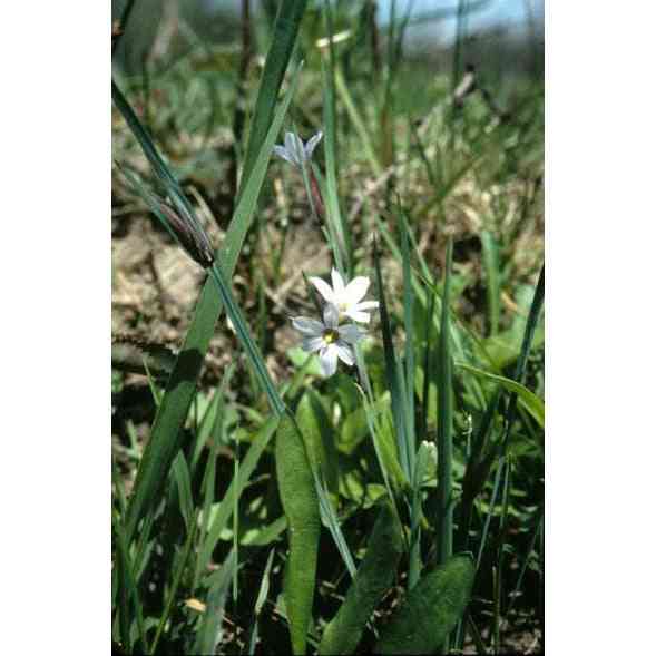 Sisyrinchium albidum (Common Blue-eyed Grass)  Natural Communities LLC