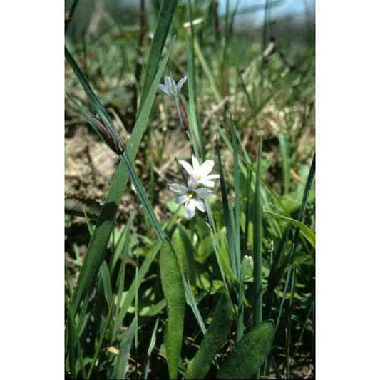 Sisyrinchium albidum (Common Blue-eyed Grass)  Natural Communities LLC
