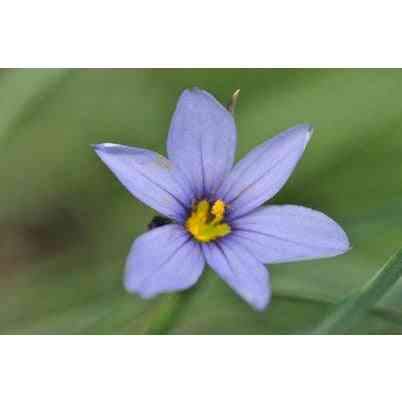 Sisyrinchium campestre (Prairie Blue-Eyed Grass)  Natural Communities LLC
