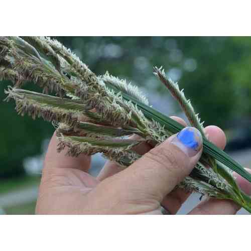 spartina pectinata prairie cordgrass