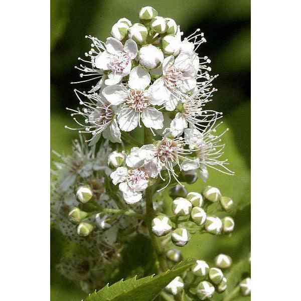 Spiraea alba (Meadowsweet)  Natural Communities LLC